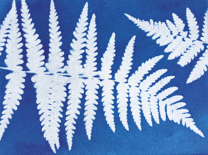 cyanotype-feuillage-fougere